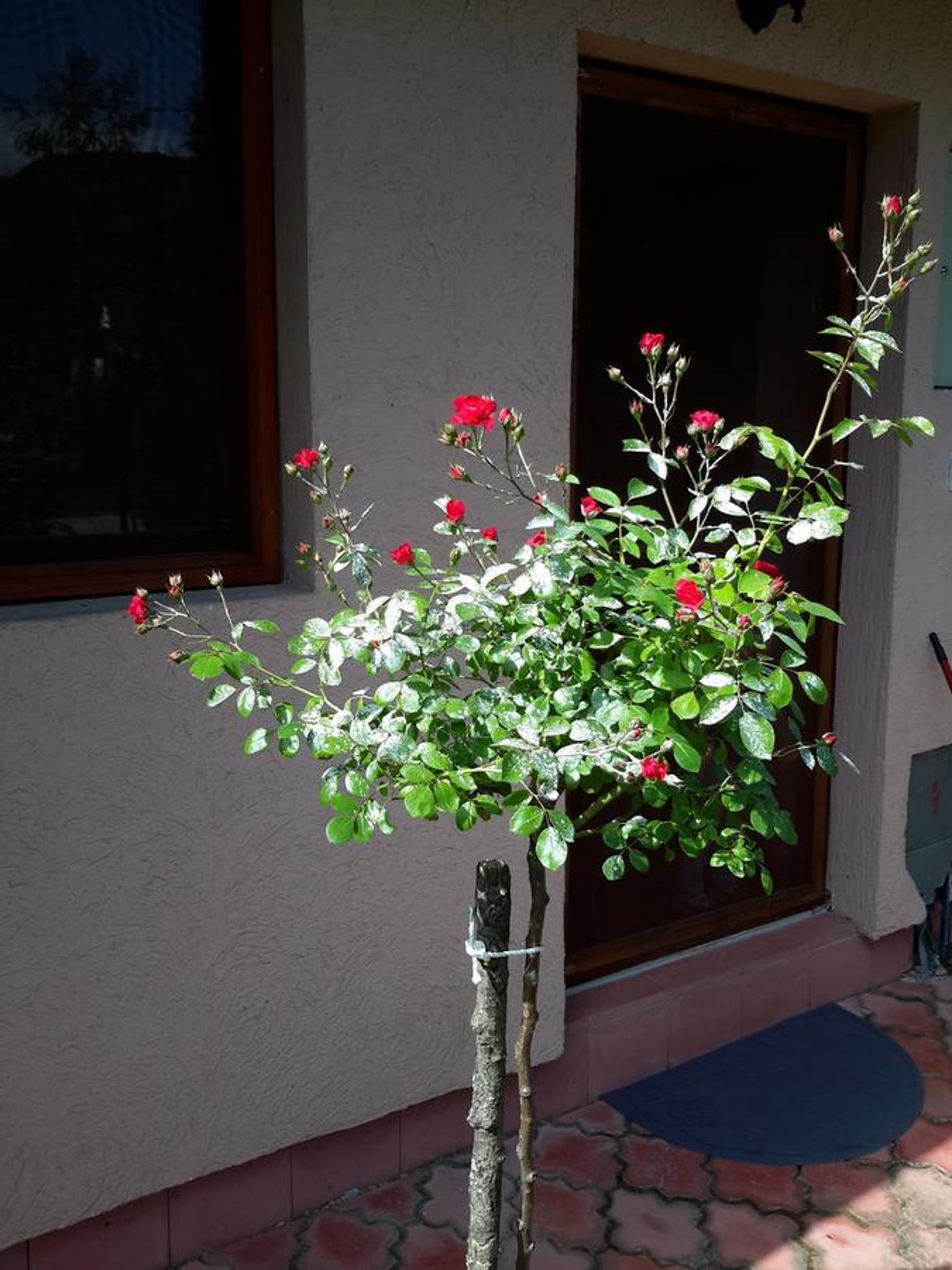 פרוצ'ץ Viola I Detelina Apartments מראה חיצוני תמונה